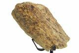 Fossil Triceratops Limb Section w/ Metal Stand - South Dakota #363581-1